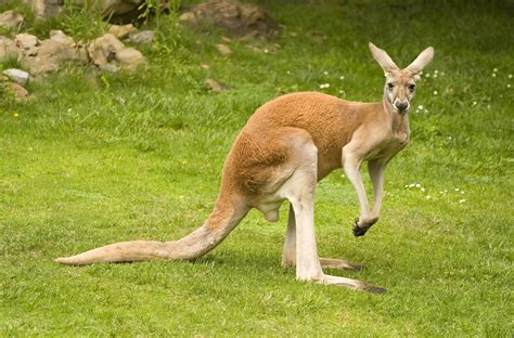 Avustralya kanguru